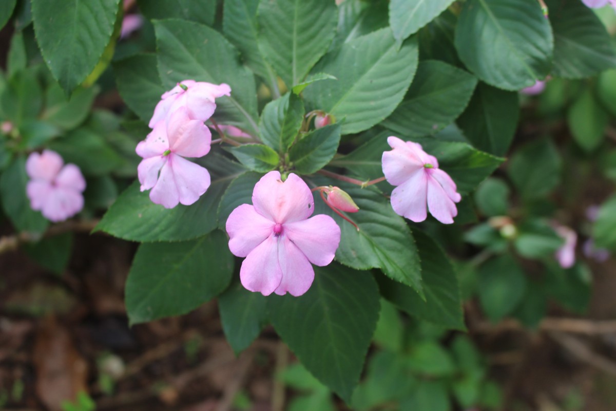 Impatiens walleriana Hook.f.